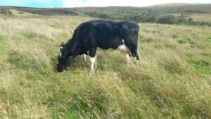 13078181167642174662003247306940040008212853024560476026658373674297791165815