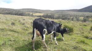 17210405654295653764418858639710164537616477264346626604572823156043916146171