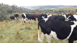 3601431084318614565739117529845715193382825758364000929933969907026934886469