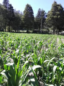 38802693979855685671797150739509291858583283201606820993688303807692902007388