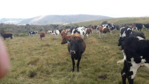 55211353729271567031932702352698904997118833055832044551062374436807176814066