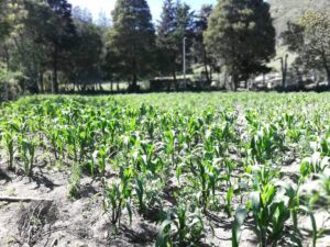 68156367661243002193936416019307986513295157561569367774380362885736793653679