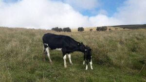 70702450314846695174449943160348155543071822703277966933526637238179977648459