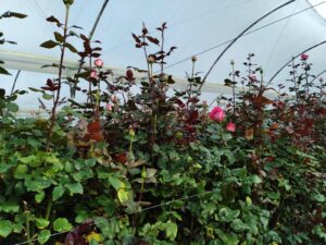 6374224 37916108529082401843349257809197570659586183469240461252300351449144895041852