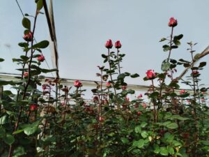 6374224 85389912626073680659239048624467698490938040868132764405856476475649786456001