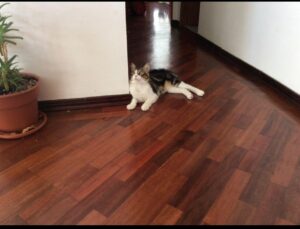 7365967 4704115958852480468881061800537077286007796381726295574402032524594768893190